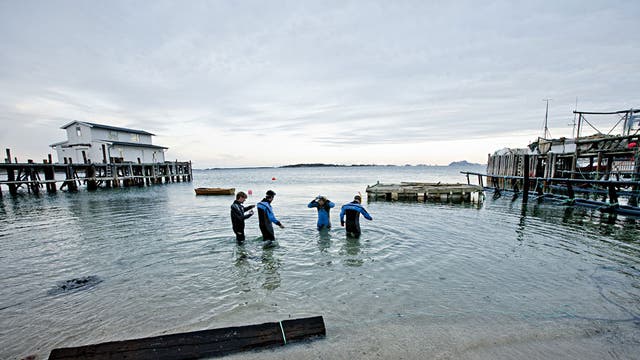 Michael Booth joins a group led by Roderick Sloan into the water to dive for sea urchin