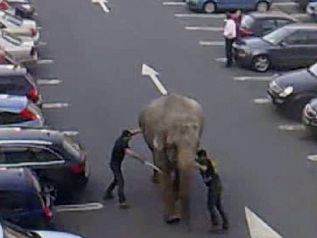 Video images show keepers trying to bring Baby under control in the retail park