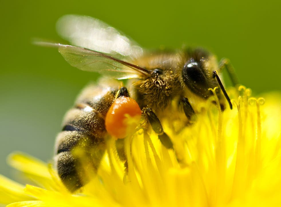 The decline of the honey bee threatens farming because it pollinates crops