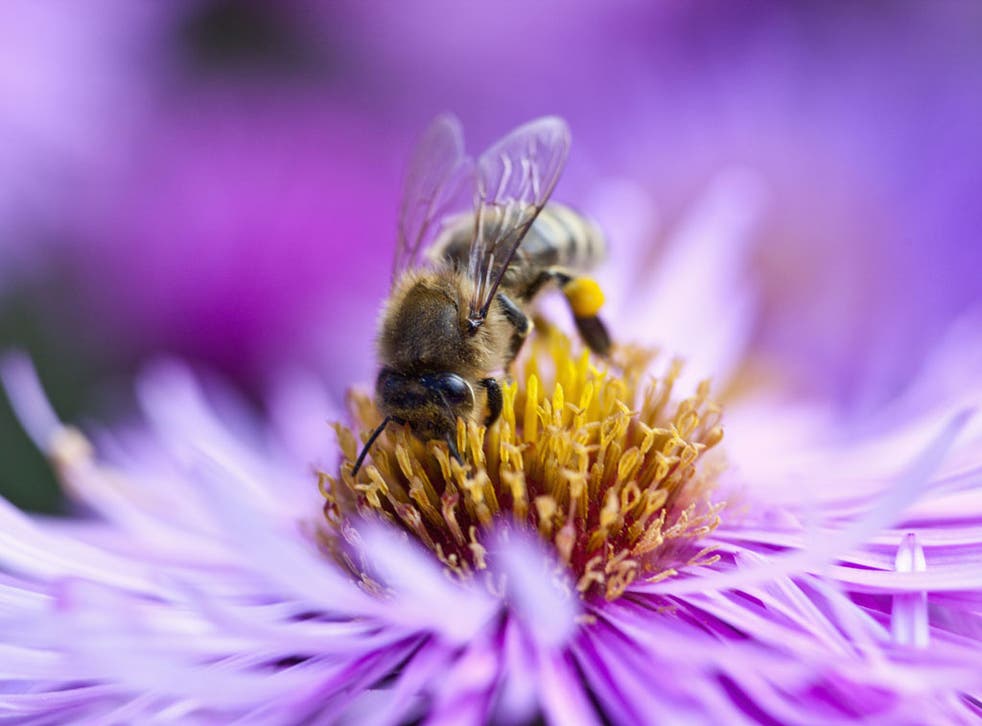 Defra has now admitted the health of bees is a 'serious issue'
