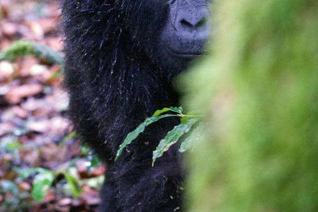 Rubbing shoulders with wild mountain gorillas is likely to be one of the most emotional, humbling and exhilarating 60 minutes of your life