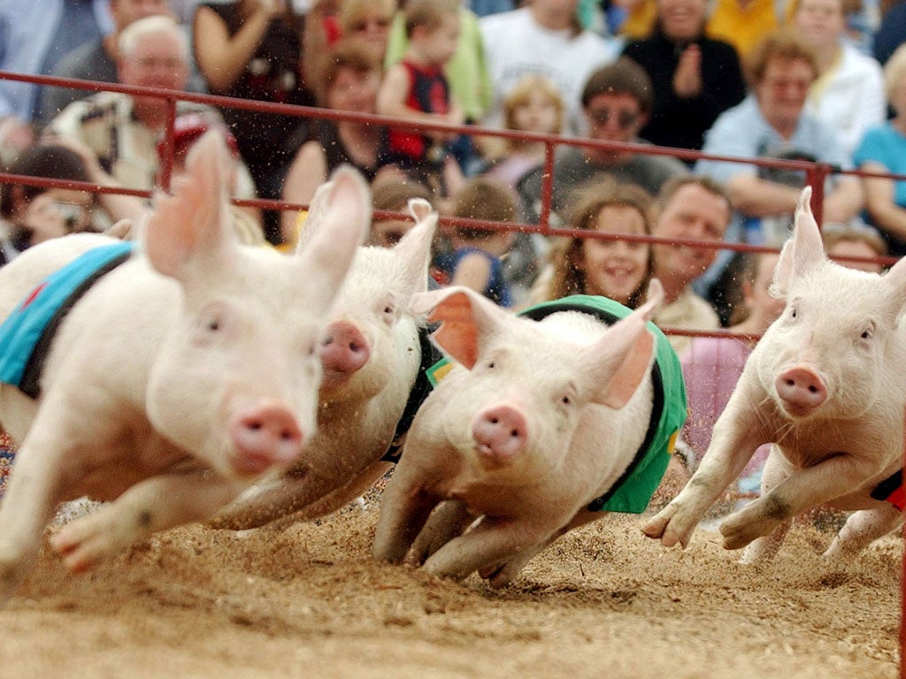 The event was due to feature a pig race