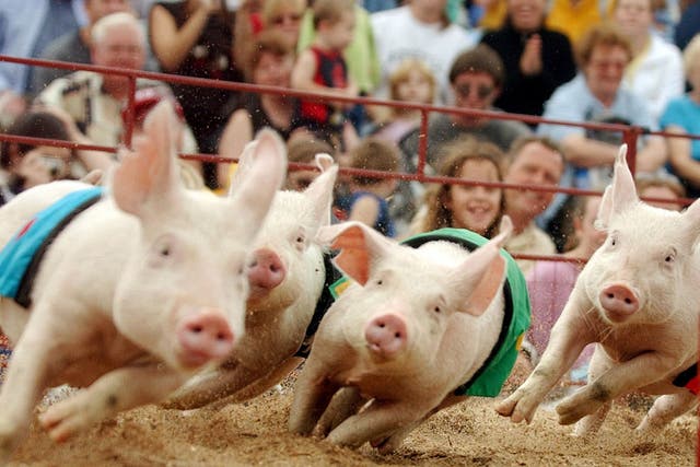 The event was due to feature a pig race