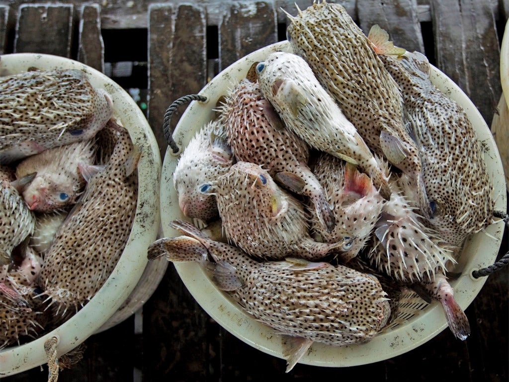 Blowfish can be lethal if toxins in its organs are released