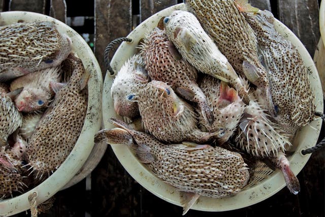 Blowfish can be lethal if toxins in its organs are released