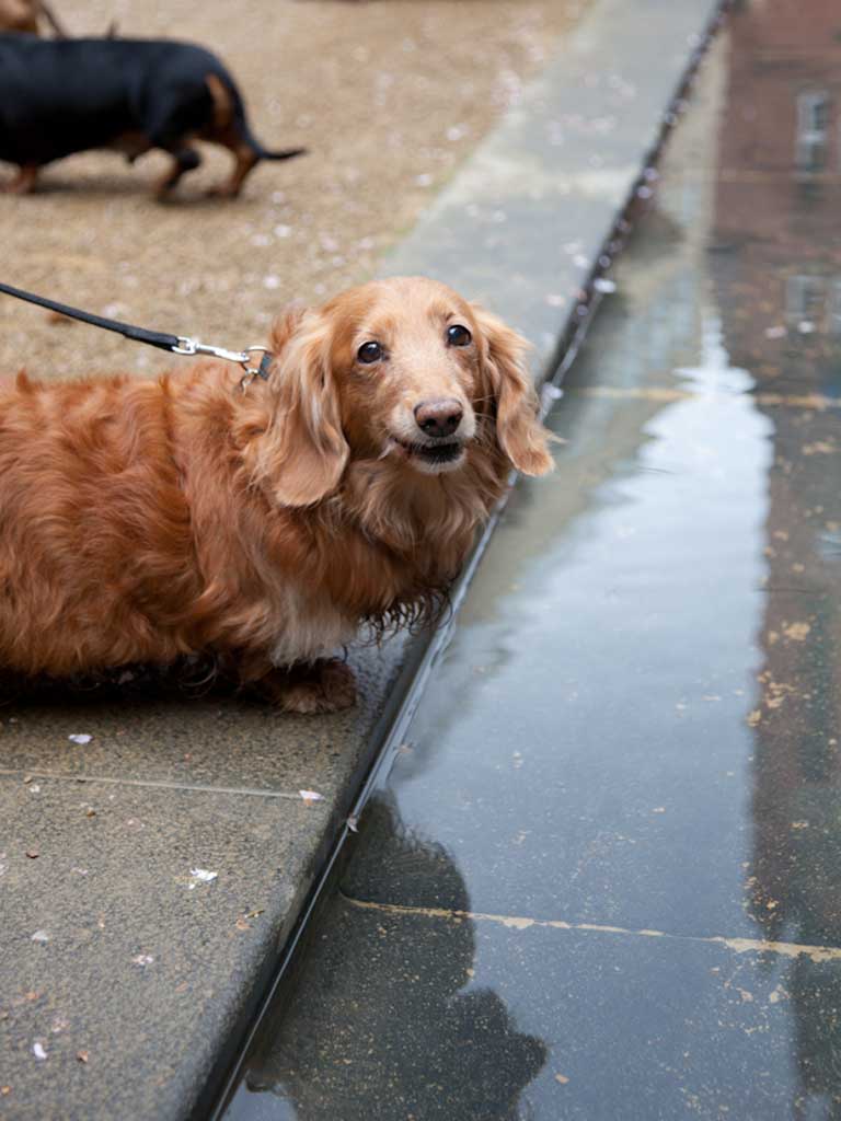 Assebley of Dog