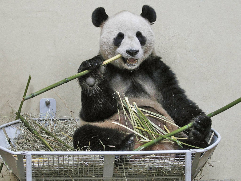 Yang Guang, a male giant panda, chews on bamboo inside his enclosure at Edinburgh zoo