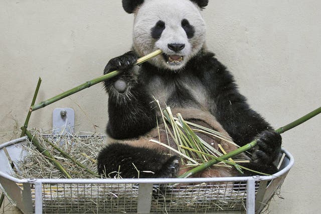 Yang Guang, a male giant panda, chews on bamboo inside his enclosure at Edinburgh zoo 