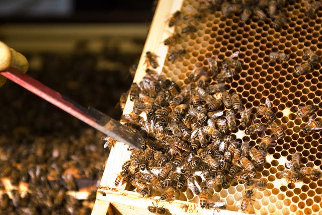 Bee populations have suffered a sharp decline in the past five years