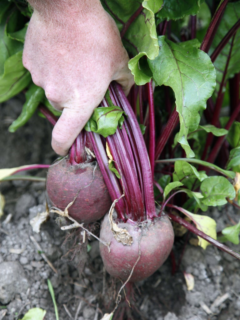 Researchers are investigating the effects beetroot has on the body by studying how it benefits high-altitude climbers
