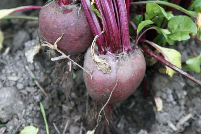 Researchers are investigating the effects beetroot has on the body by studying how it benefits high-altitude climbers
