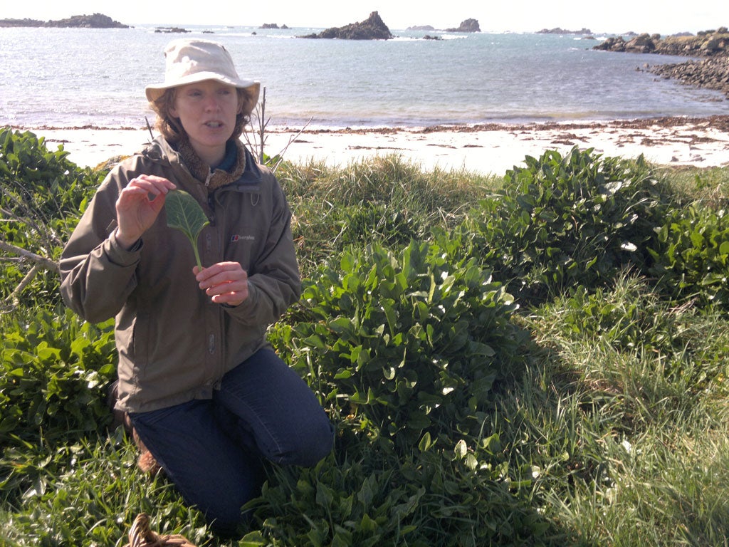 Scilly Isles The Flavours At Your Feet Fresh Wild And - 