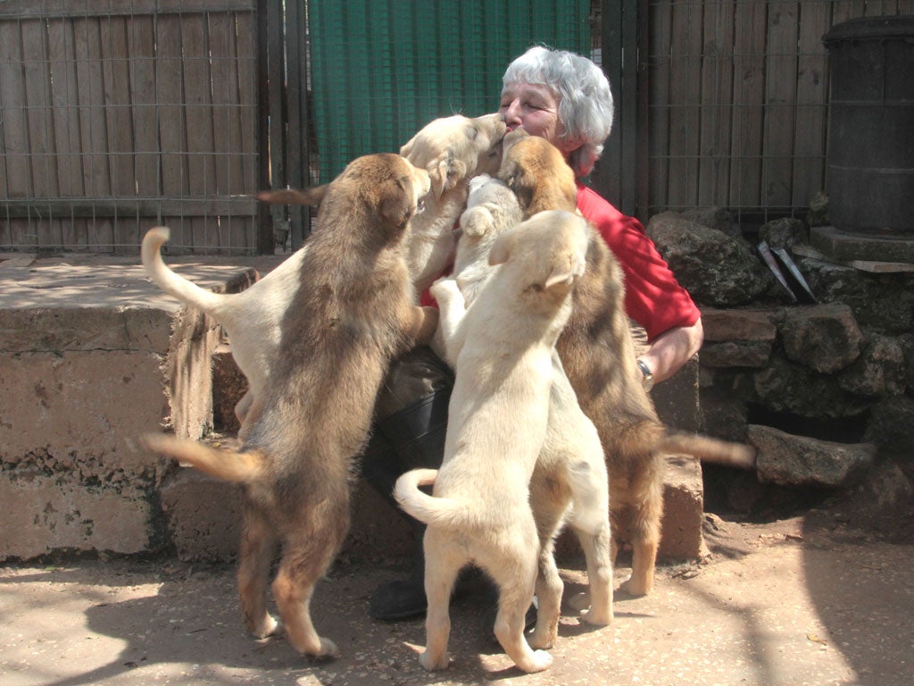 Myrna Shiboleth has the only kennel in the world dedicated to breeding Canaans
