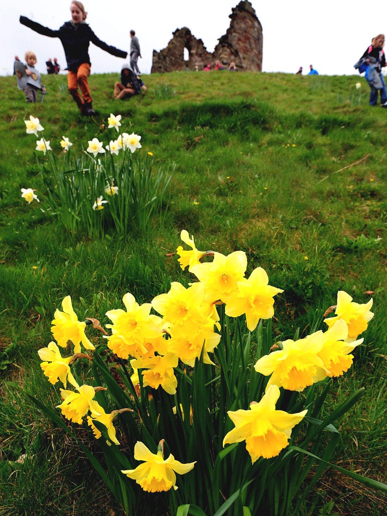Easter visitors enjoy the daffodils at Tutbury Castle in Tutbury, Derbyshire, yesterday