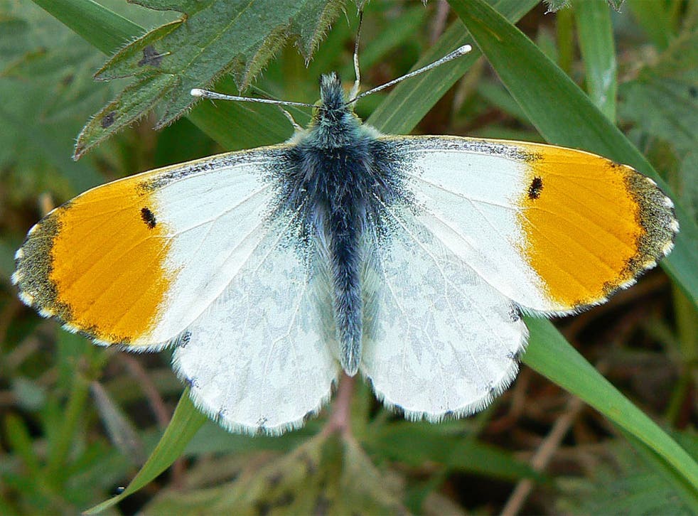 Dazzlingly handsome: the first orange tip butterflies are out now