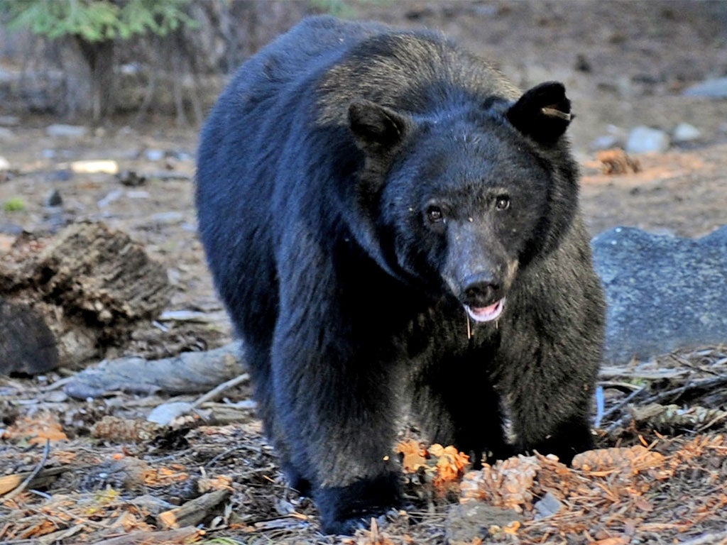 Vaz Terdandenyan came face to face with a black bear