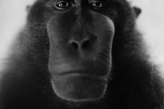 A crested black macaque stares moodily at the lens