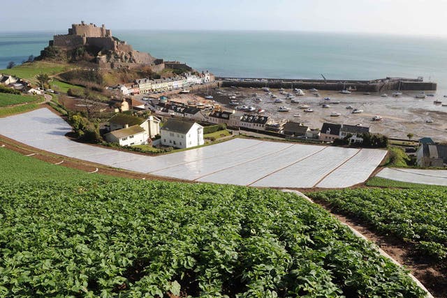 Jersey Royals grow by the island's Gorey Harbour