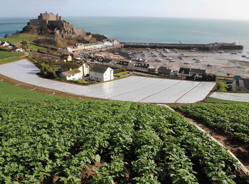 Jersey Royals grow by the island's Gorey Harbour