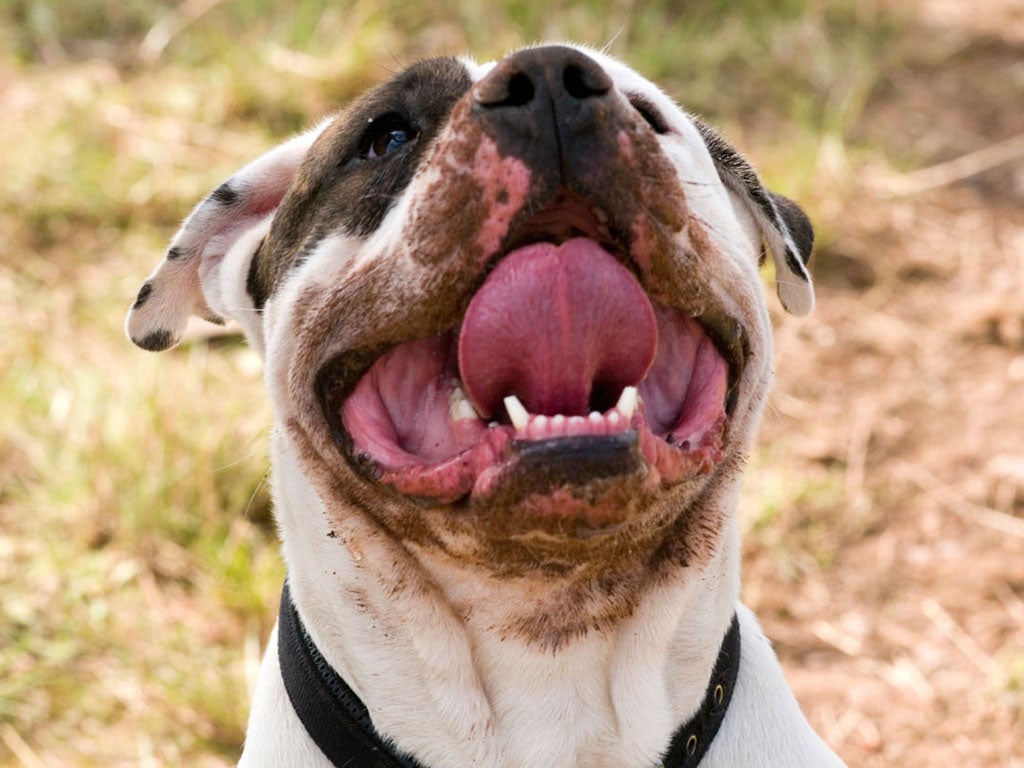 Pit bull terrier: The pit bull was bred as a dog to use in bull-baiting, a sport banned in the UK just before Queen Victoria ascended to the throne. Despite its ferocious
nature, it is often considered friendly