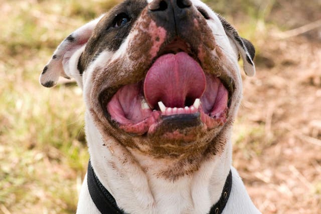 Pit bull terrier: The pit bull was bred as a dog to use in bull-baiting, a sport banned in the UK just before Queen Victoria ascended to the throne.  Despite its ferocious
nature, it is often considered friendly