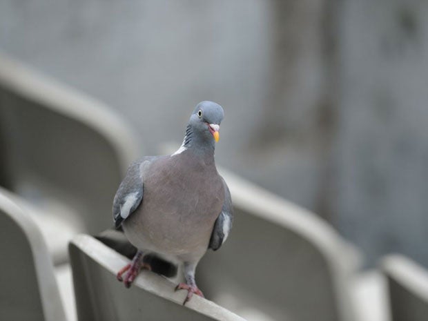 The chilli gel is hoped to turn up the heat on the fight against unwanted colonies of pigeons