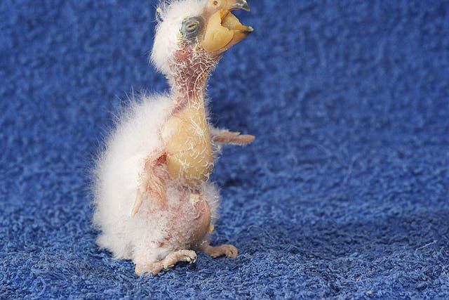 Baby Kea parrot Nelson - the ugliest bird in the world?