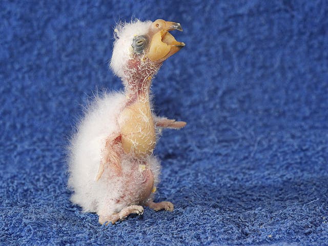Baby Kea parrot Nelson - the ugliest bird in the world?