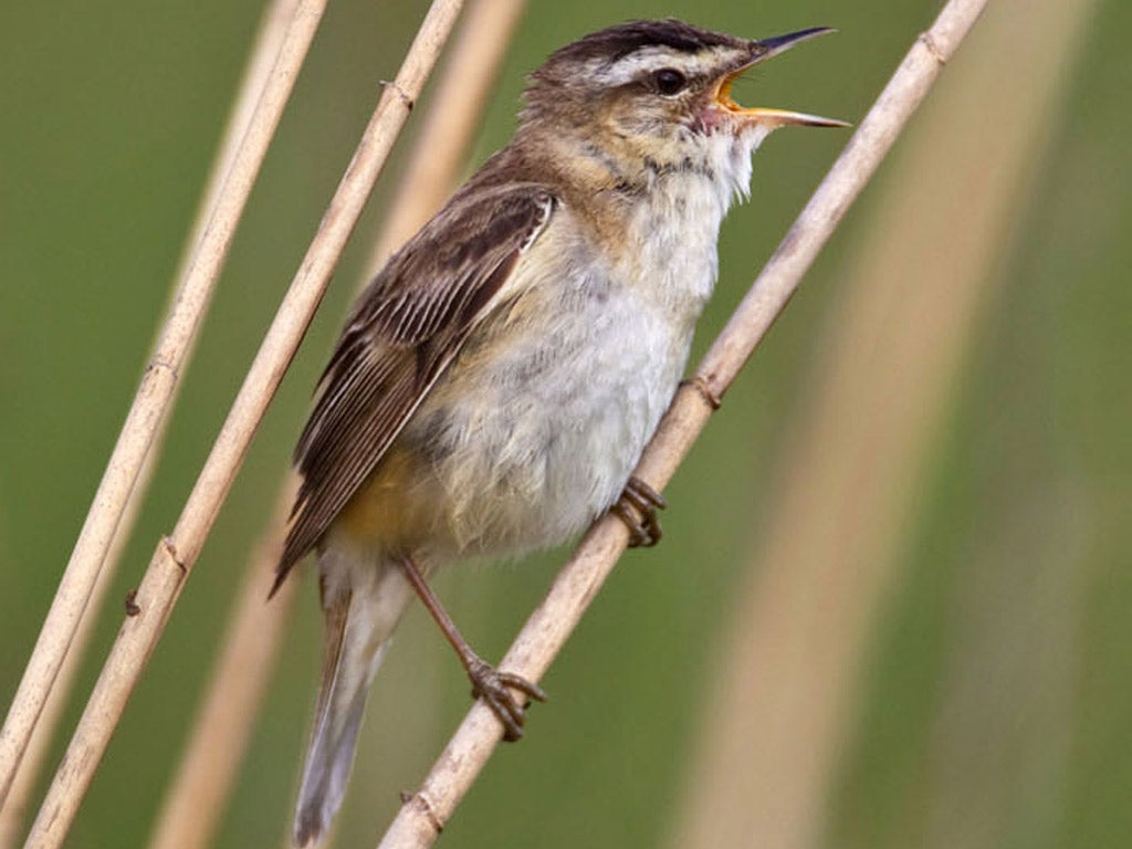 In fine voice: a sedge warbler makes itself heard