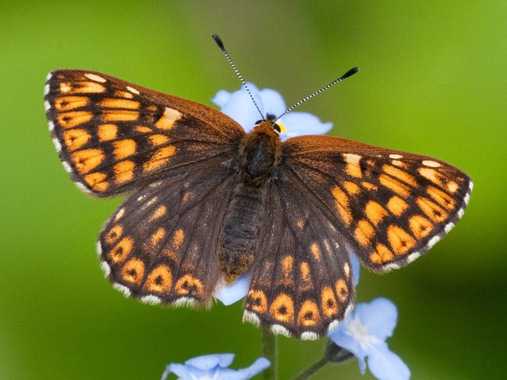 Duke of Burgundy: 65% rise