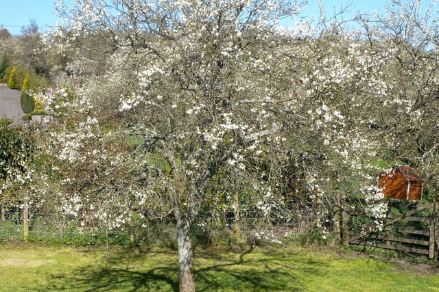 Blinded by blossom: Damson trees in Cumbria