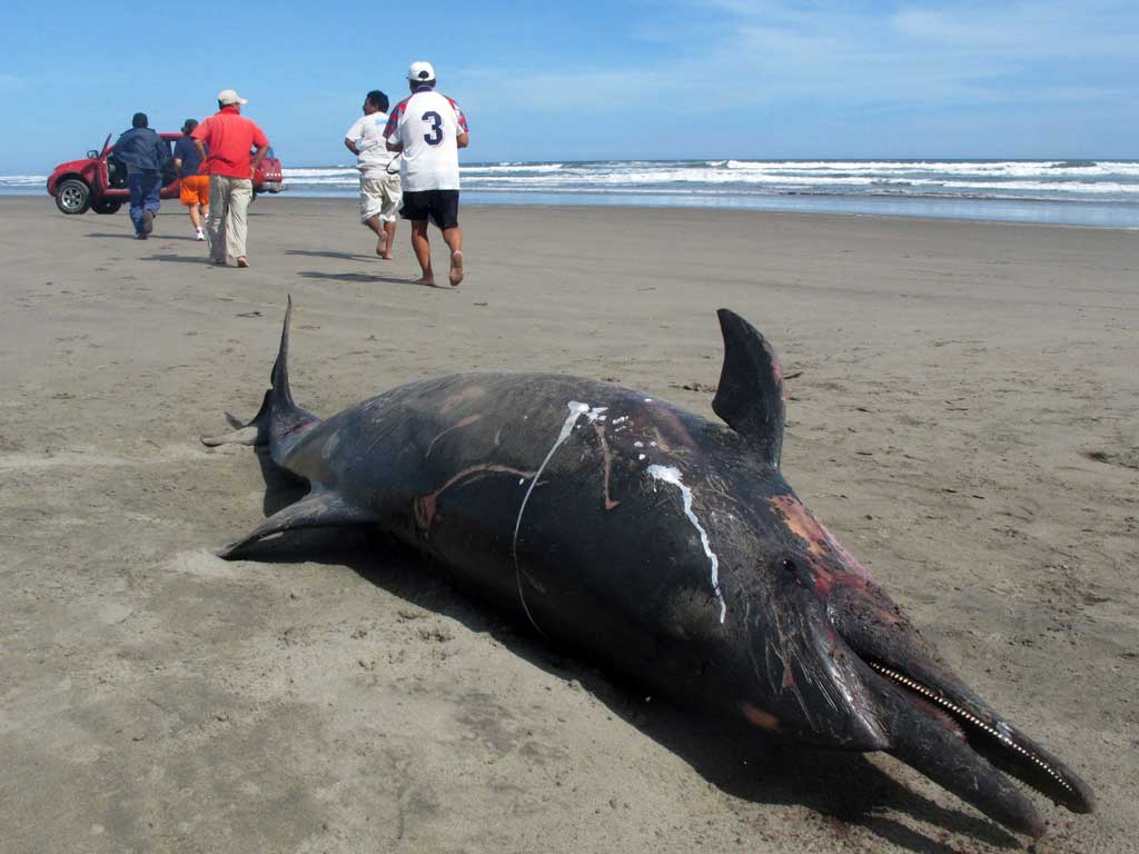 A total of 877 dolphin carcasses have been counted recently along the shore in the northern regions of Piura and Lambayeque