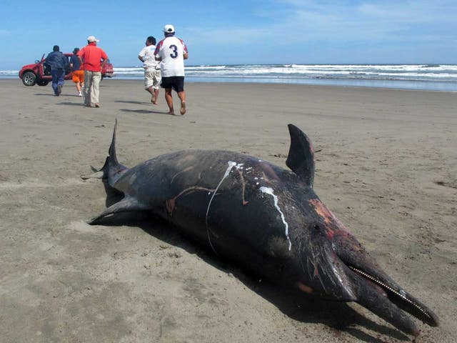 A total of 877 dolphin carcasses have been counted recently along the shore in the northern regions of Piura and Lambayeque