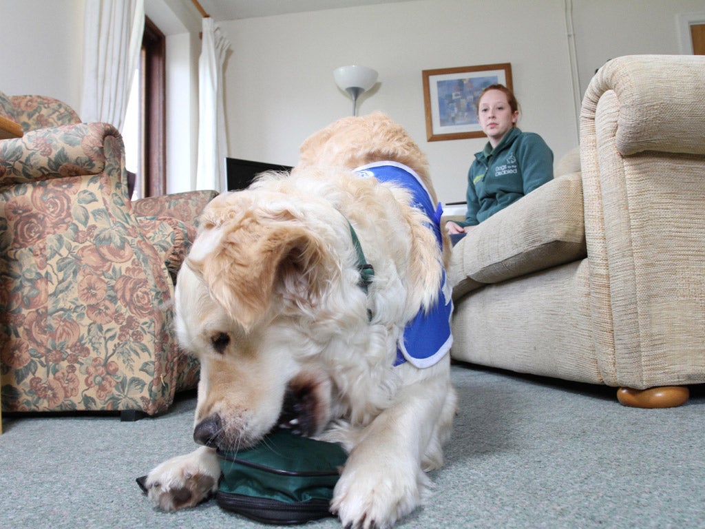 Two-year-old Tilly is being trained to carry medicine for her owner at Dogs for the Disabled in Banbury