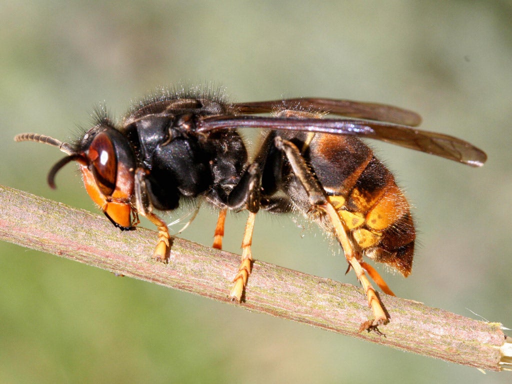 Asian hornets are an invasive species that have spread to Europe