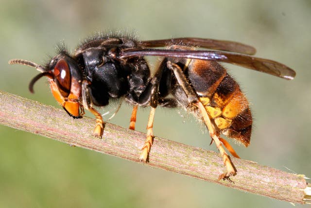 <p>Asian hornets are an invasive species that have spread to Europe </p>