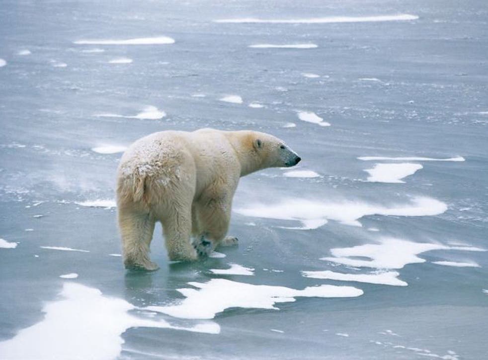 A polar bear surrounded by melting ice in the Arctic