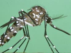 Asian mosquito 'could bring tropical diseases to Britain'