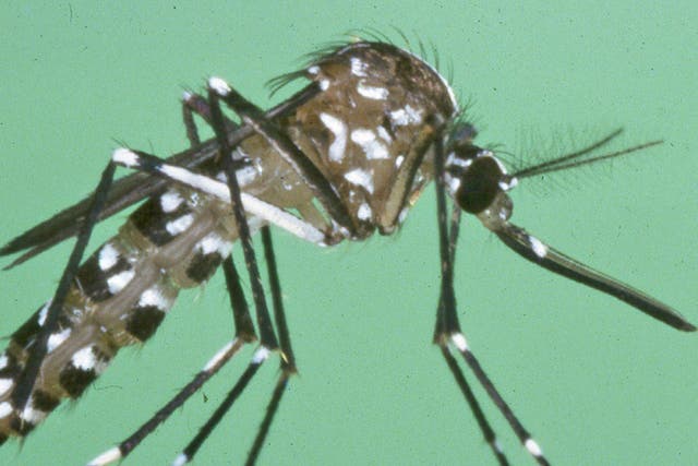 The Asian Tiger Mosquito could survive year-round in southern England as aresult of milder winters