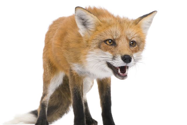 ROADKILL: Up to 100,000 foxes are killed by British drivers annually