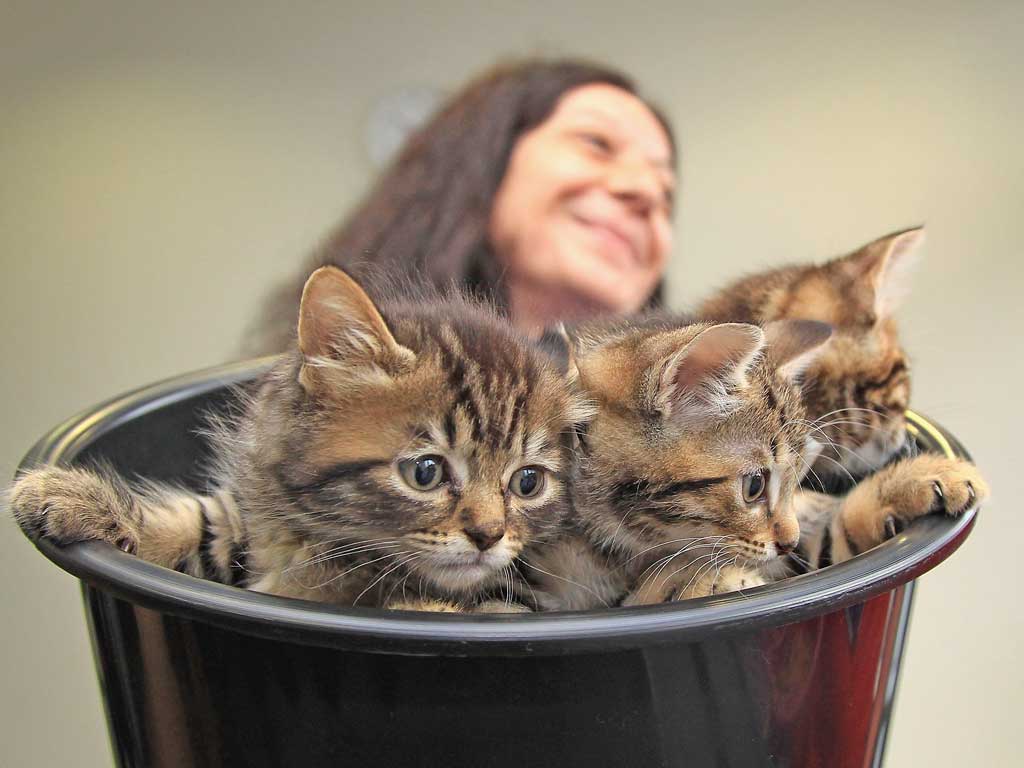 Littered with kitties: the internet has spawned an entire culture of feline worship