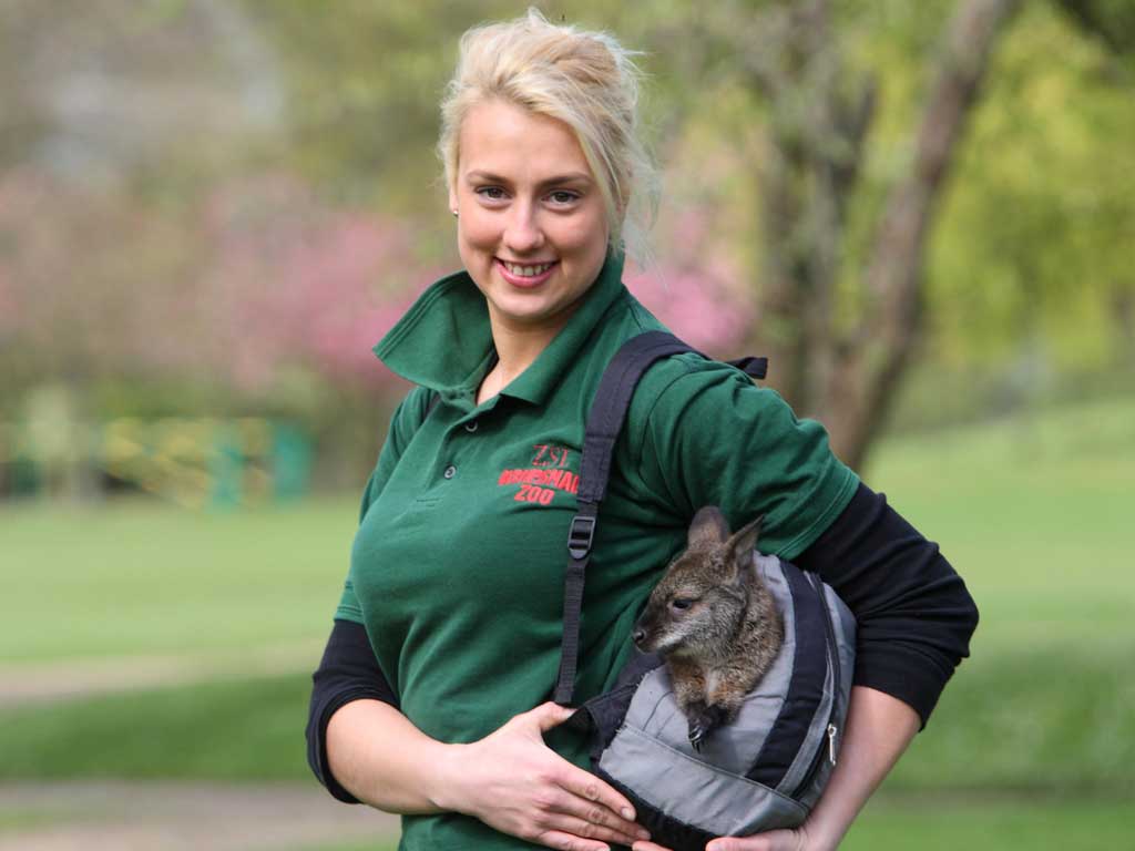 Zoo keeper Jo Shirley from ZSL Whipsnade Zoo with Tilly the wallaby