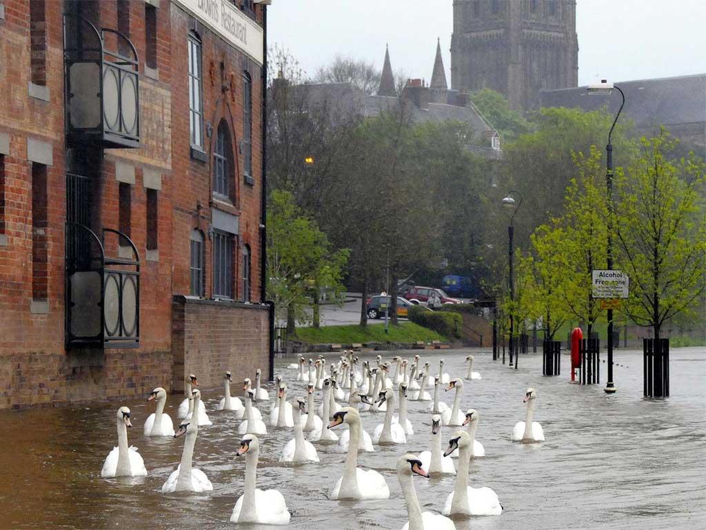 Swan glide through the flooded riverside walkways in the shadow of the cathedral in Worcester yesterday