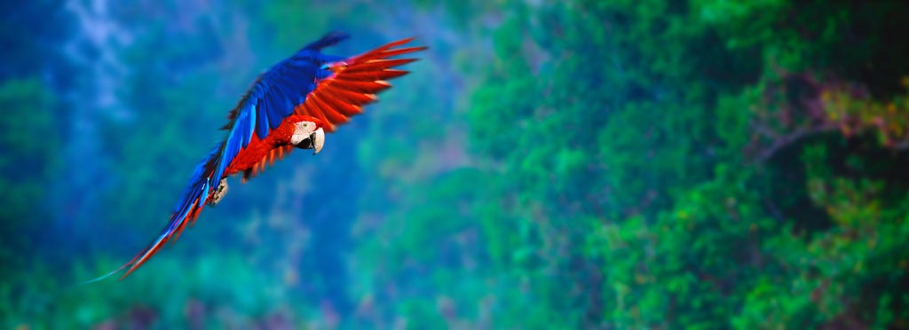 Symphonies of natural sounds: A Macaw juvenile in flight