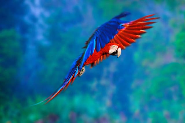 Symphonies of natural sounds: A Macaw juvenile in flight