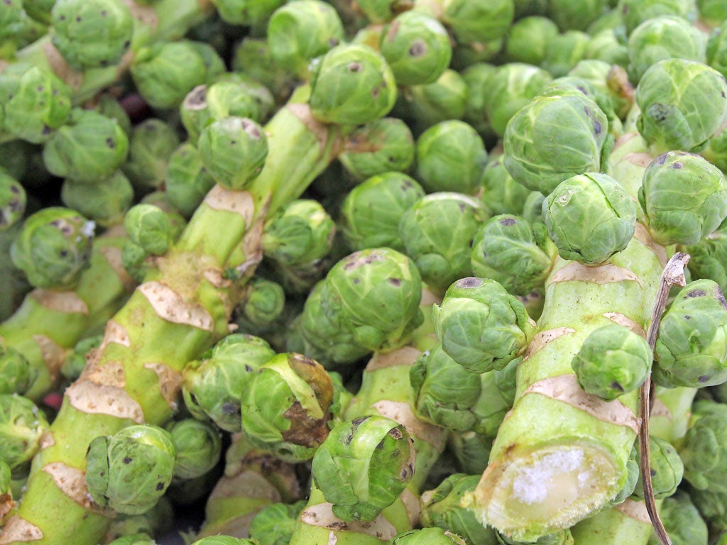 This year’s near-perfect growing conditions have led to the largest sprouts for 10 years