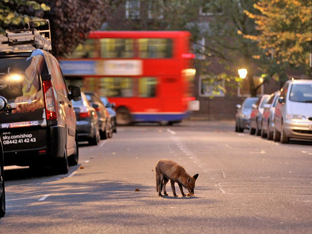 Up to 40,000 foxes live in Britain’s cities, or around 15 per cent of the UK total
