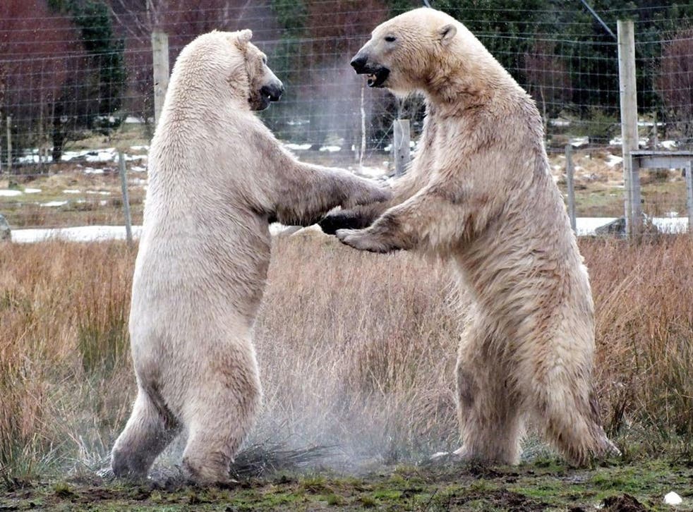 Arktos and Walker, meeting for the first time in their enclosure at the Highland Wildlife Park