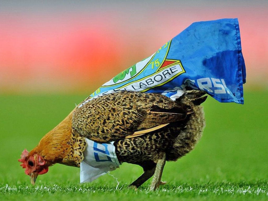 A cockerel – released to protest against Blackburn owners Venky’s
– held up play at Ewood Park