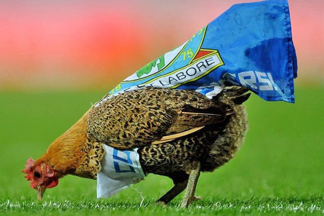A cockerel – released to protest against Blackburn owners Venky’s
– held up play at Ewood Park